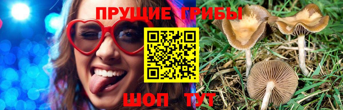 Псилоцибиновые грибы Psilocybe  Вход с VPN  Ржев 